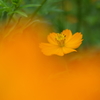 花畑４