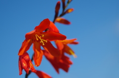 青空の中の花