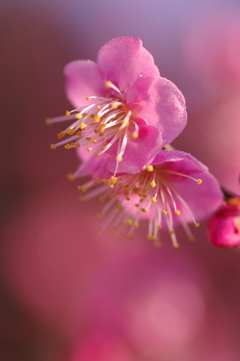 朝日に照らされる開花した紅梅