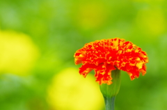マリーゴールドの花壇