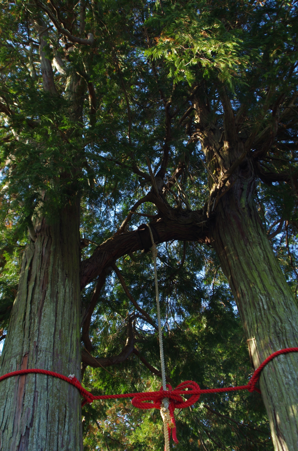 武雄神社の夫婦檜