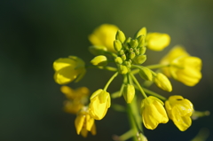 菜の花の開花