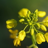 菜の花の開花