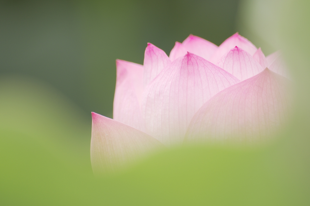 蓮池の花