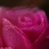 濡れた山茶花