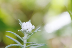 涌蓋山の白い花