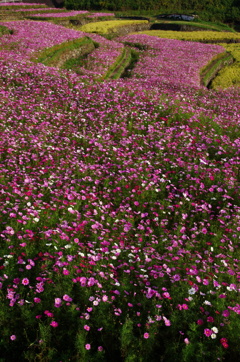 朝の秋の棚田