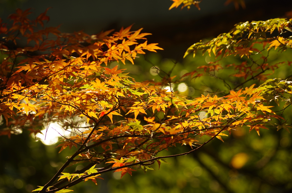 紅葉３