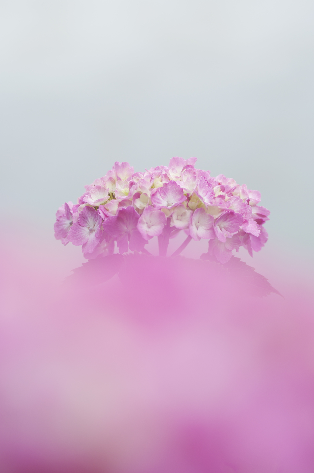 湖畔の紫陽花
