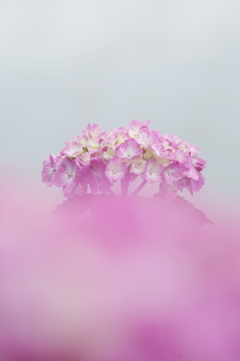 湖畔の紫陽花