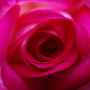 薔薇の花芯