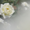 薄い黄色の薔薇
