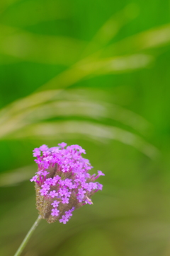 畔の紫花