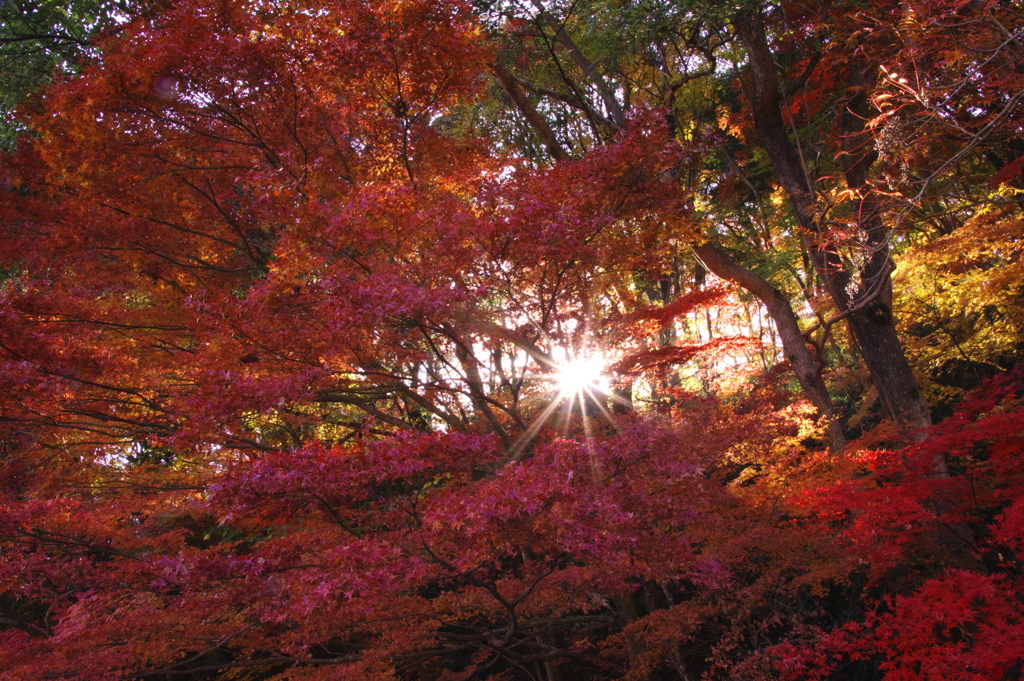 紅葉の中の光芒