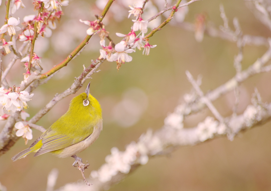 どれがおいしいかな？