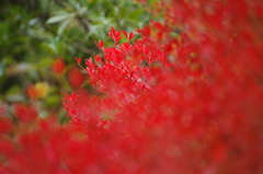 08紅葉7