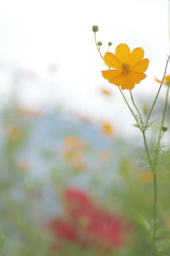 秋の花々