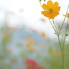 秋の花々