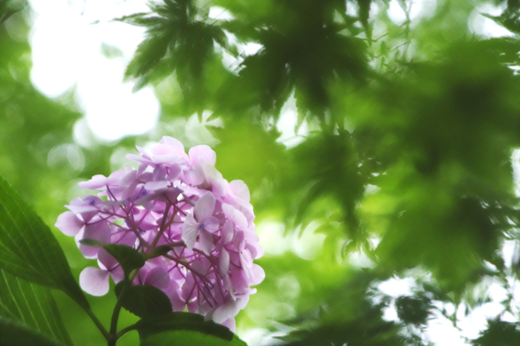 新緑の中の紫陽花