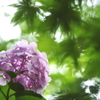 新緑の中の紫陽花