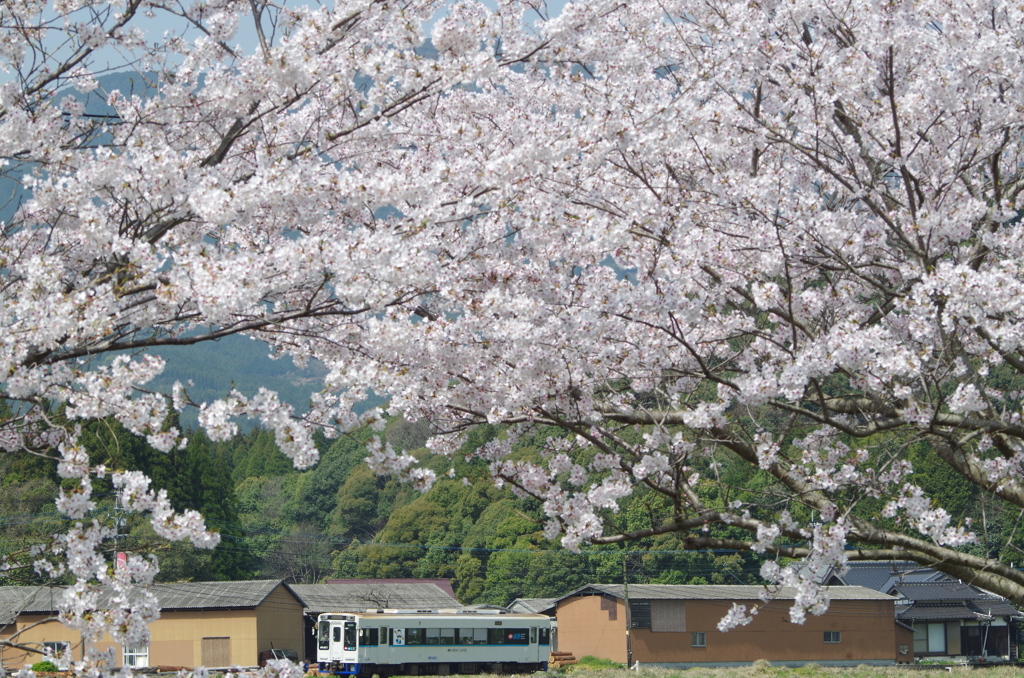 桜の中を通るMR