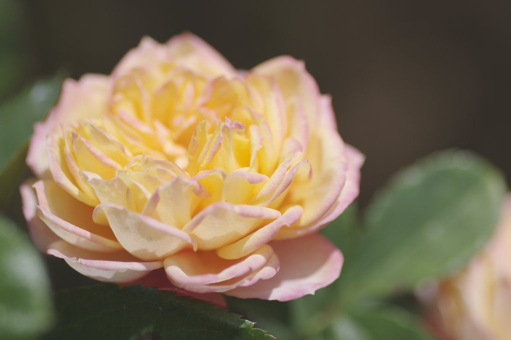 日差しを浴びた薔薇