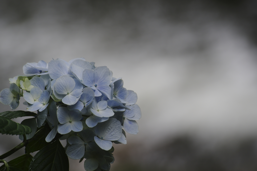 渓流に咲く紫陽花