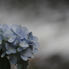 渓流に咲く紫陽花
