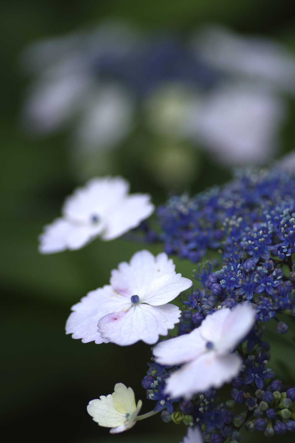 紫陽花の花びら