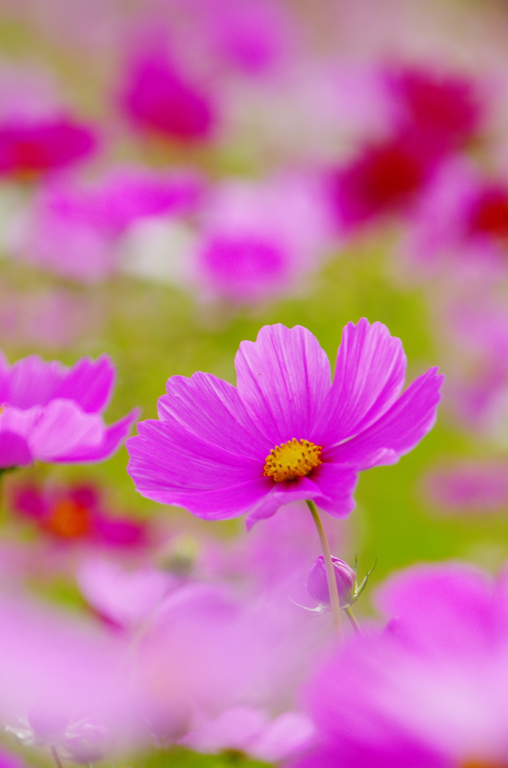 秋桜