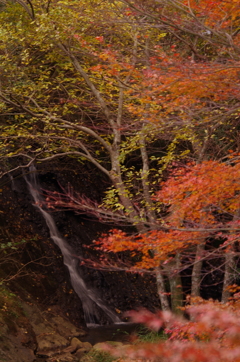 紅葉４