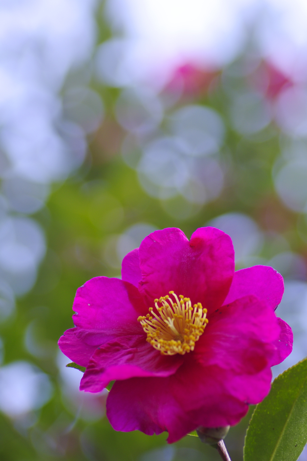 日陰の山茶花