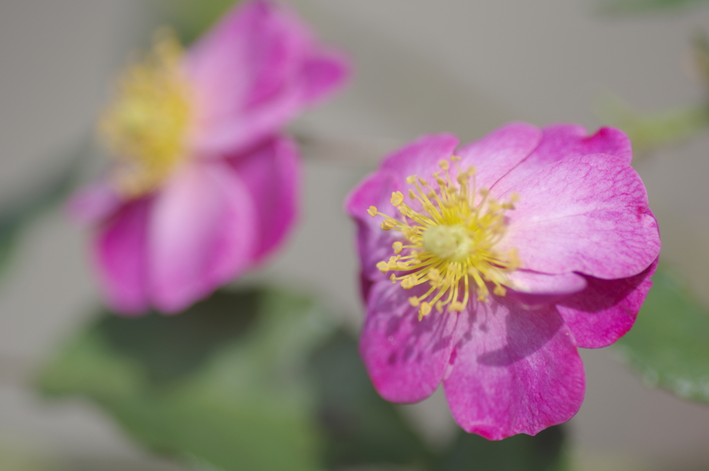紫のかわいい薔薇