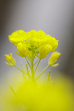 溝端の菜の花