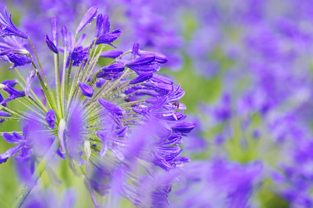 雨上がりの花