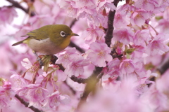 桜の中のめじろ