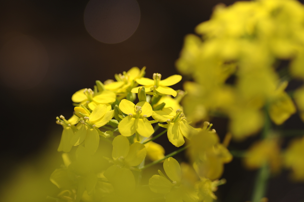 日が当たる菜の花