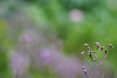 紫の花が咲く野原