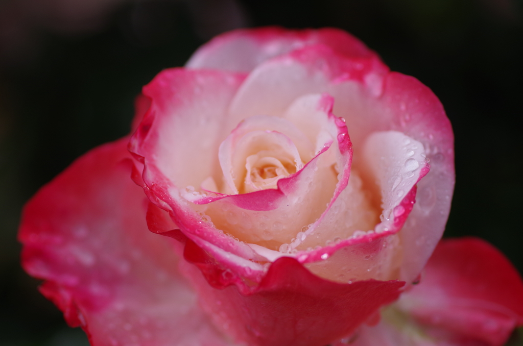 小雨の中の薔薇１