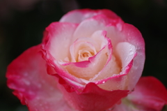 小雨の中の薔薇１