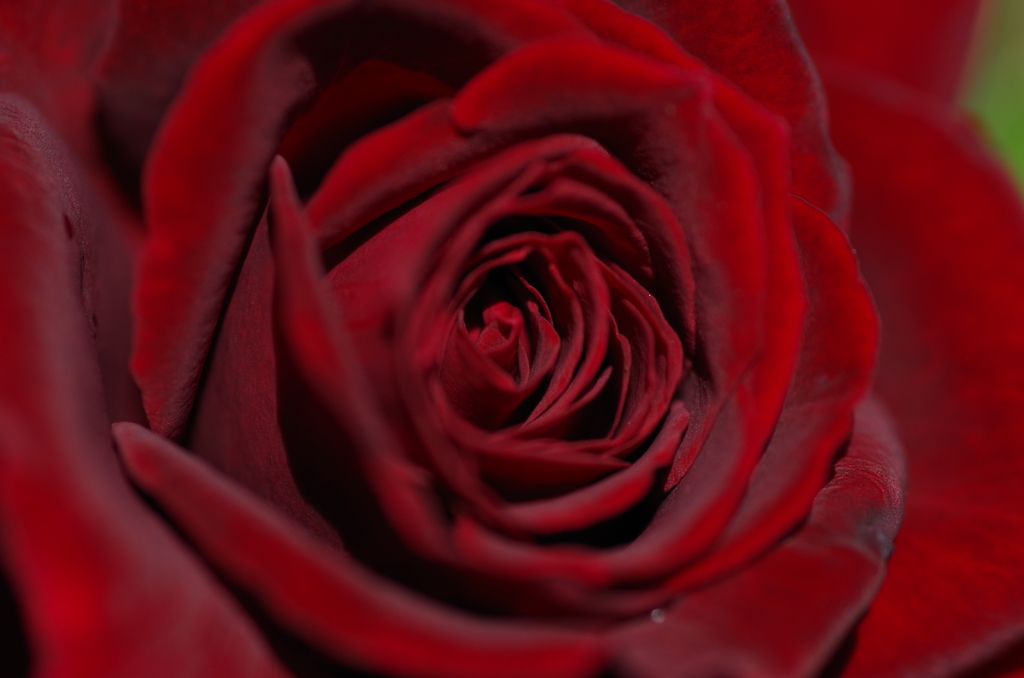 黒バラの花弁