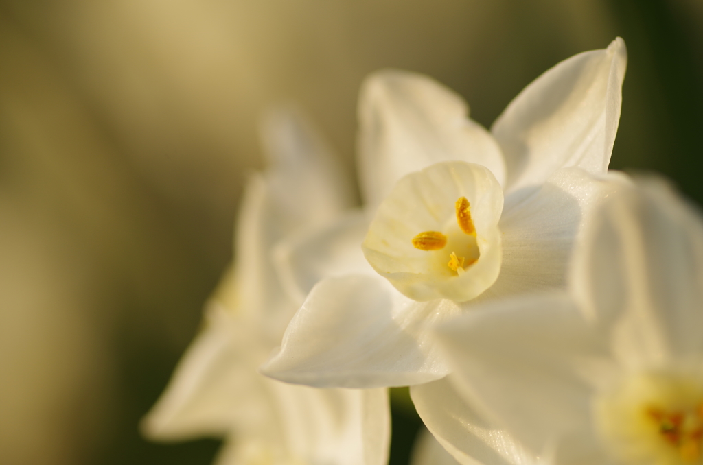 夕陽に照らされる水仙