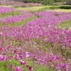 コスモス畑