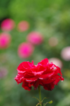 小雨の中の薔薇５