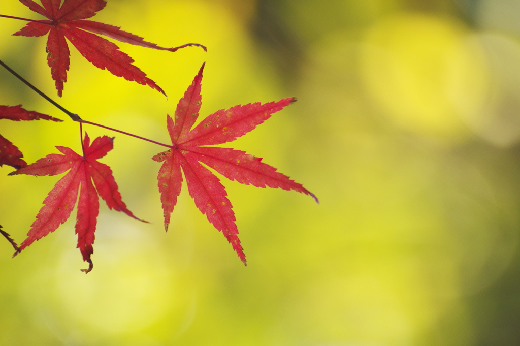 黄色の中の紅葉