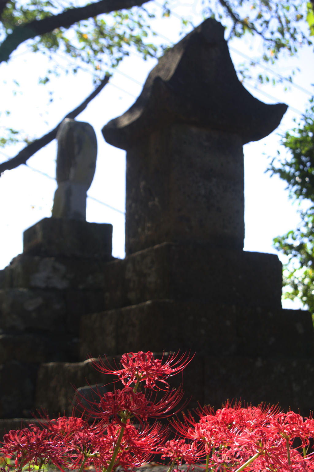 境内の彼岸花