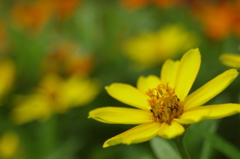 夏の黄色い花３