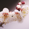 開花した白梅