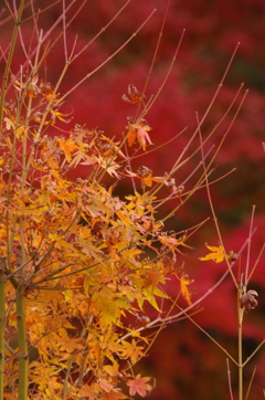 紅葉５