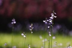 庭の花たち